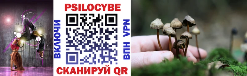 закладки  Добрянка  Псилоцибиновые грибы Cubensis 